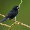 Louskac dlaskozoby - Sporophila funerea - Oryzoborus funereus - Thick-billed Seed-finch o8525